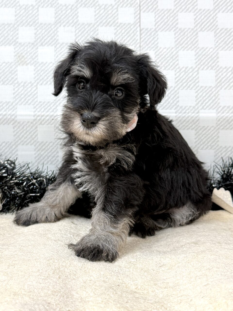 Ｍ・シュナウザー