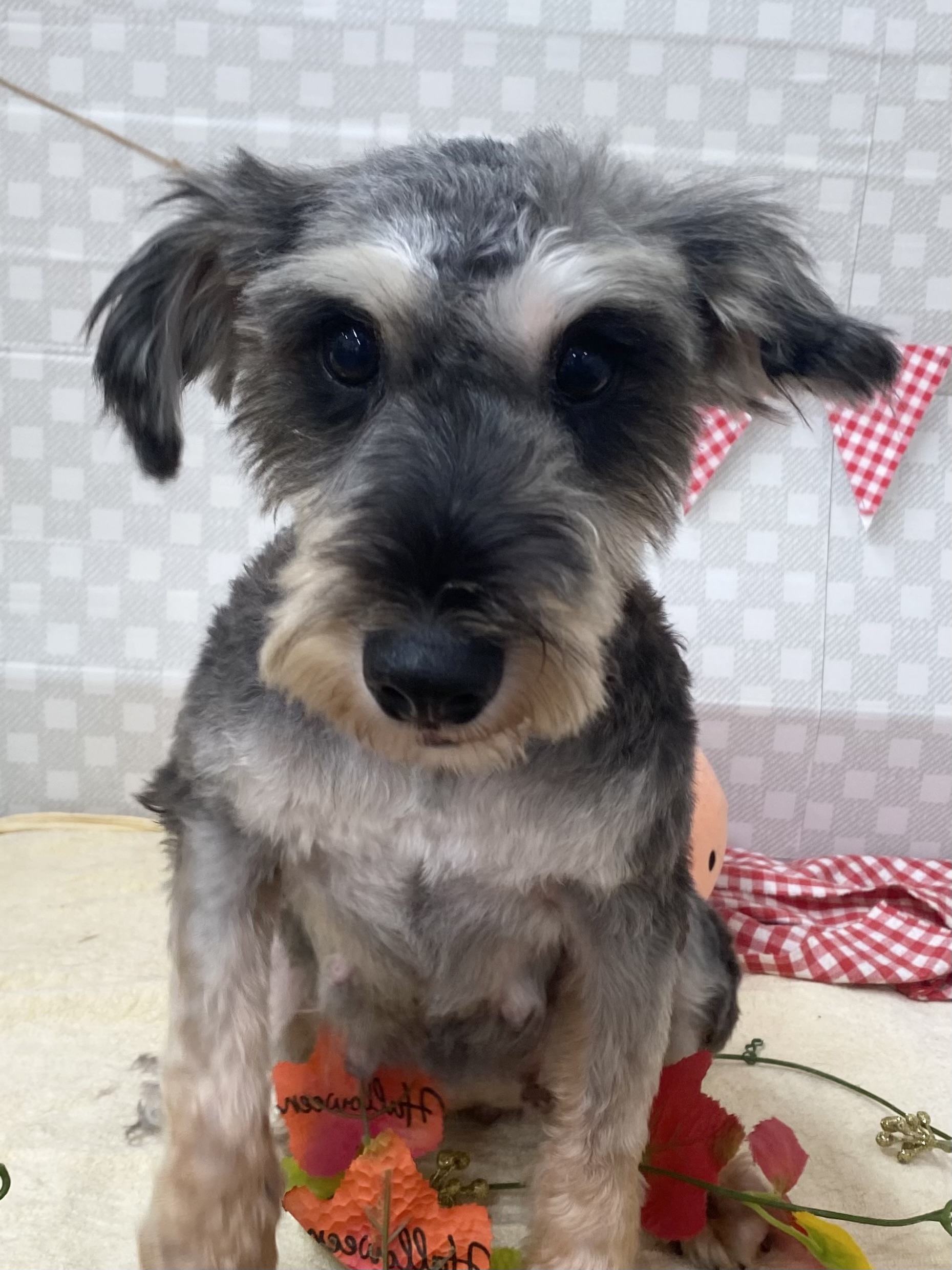 ☆ハオンちゃん☆