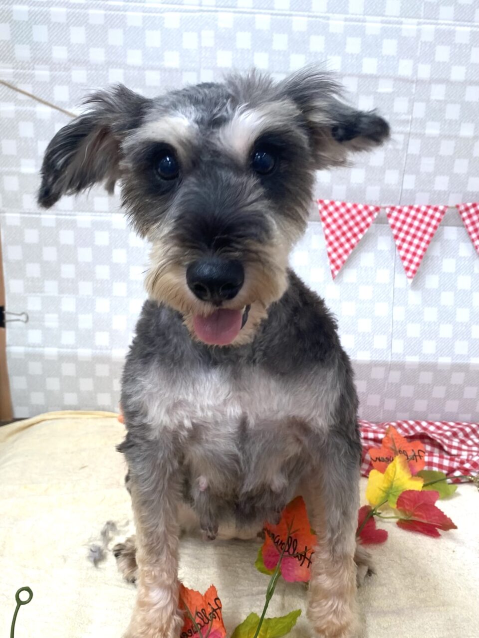 Ｍ・シュナウザー