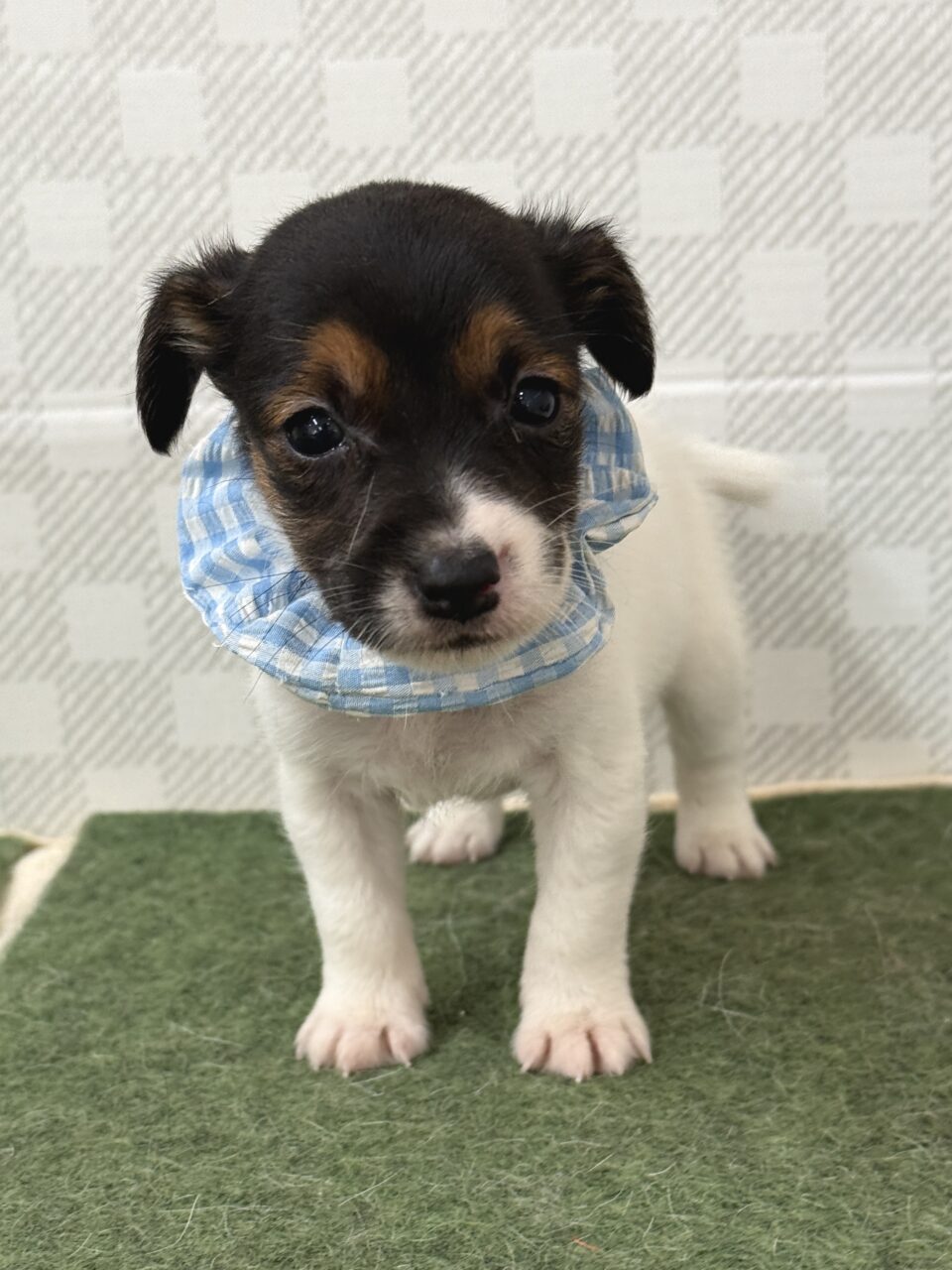 ジャックラッセルテリア