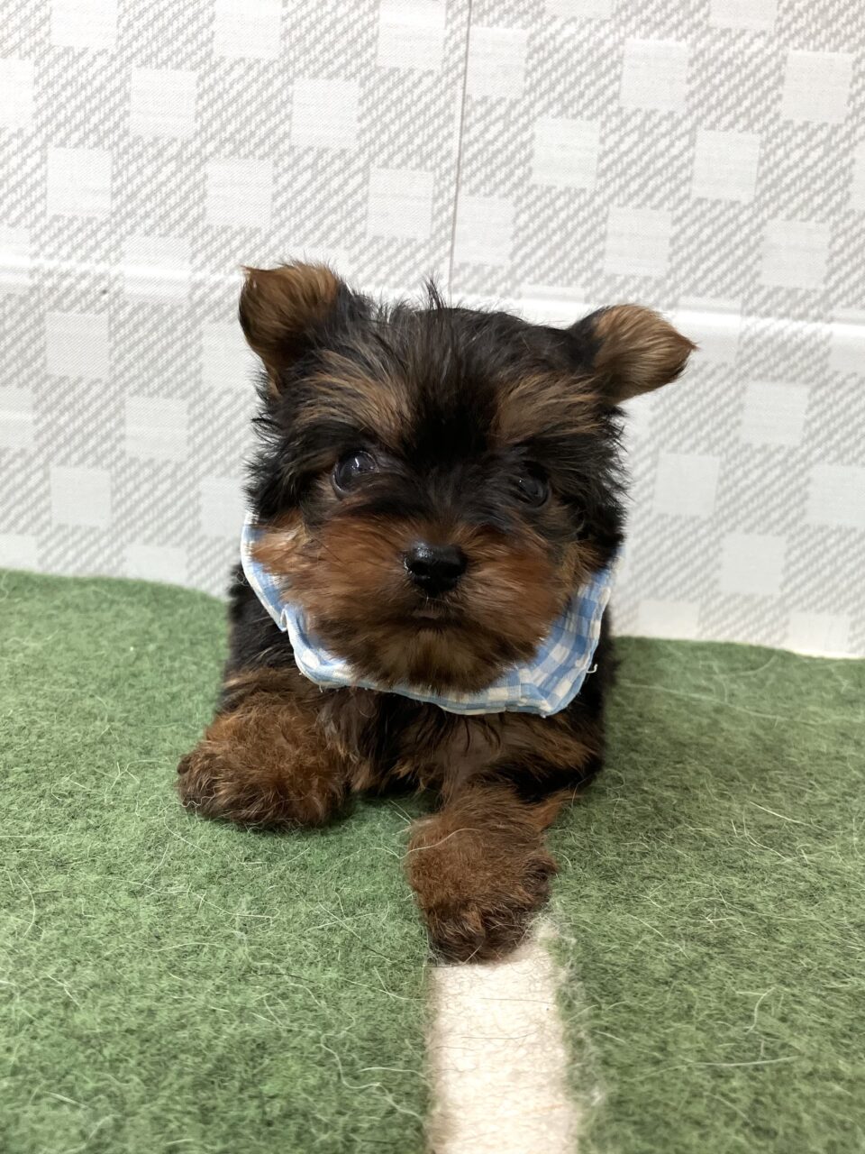 ヨークシャテリア