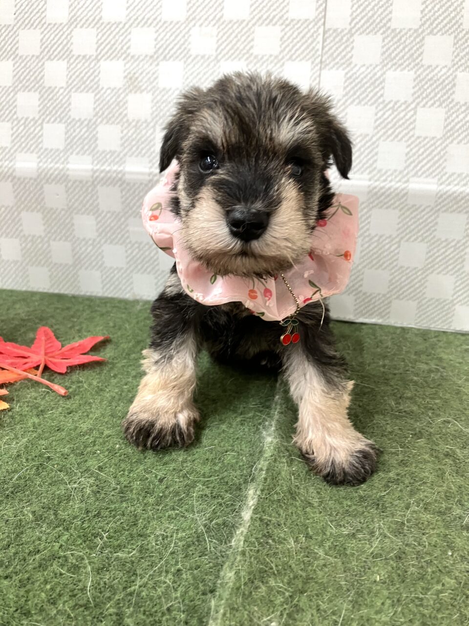 ★シュナウザー★女の子★