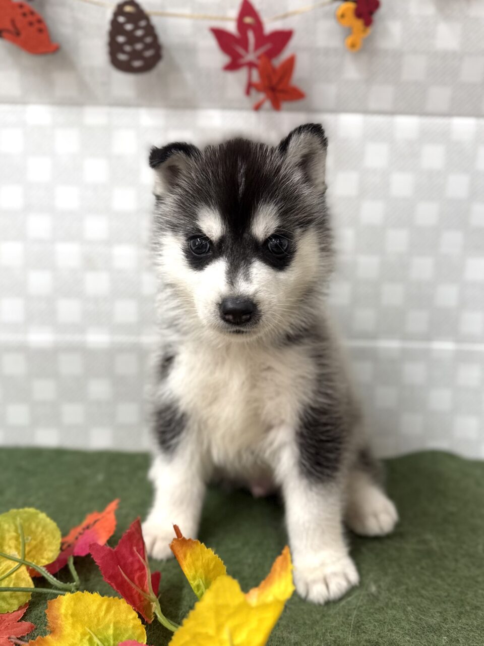 ハスキー★男の子★