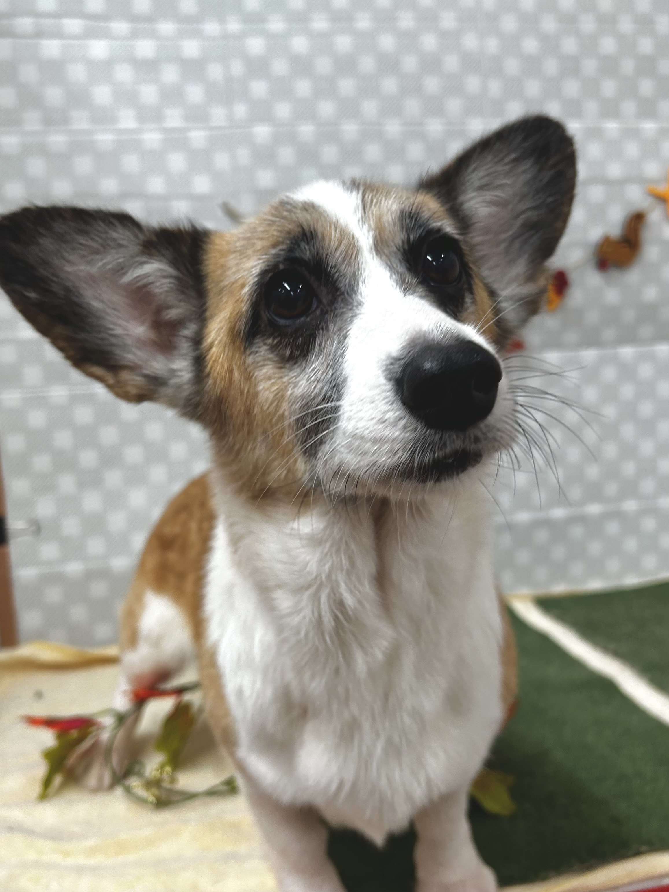 ★おりちゃん★