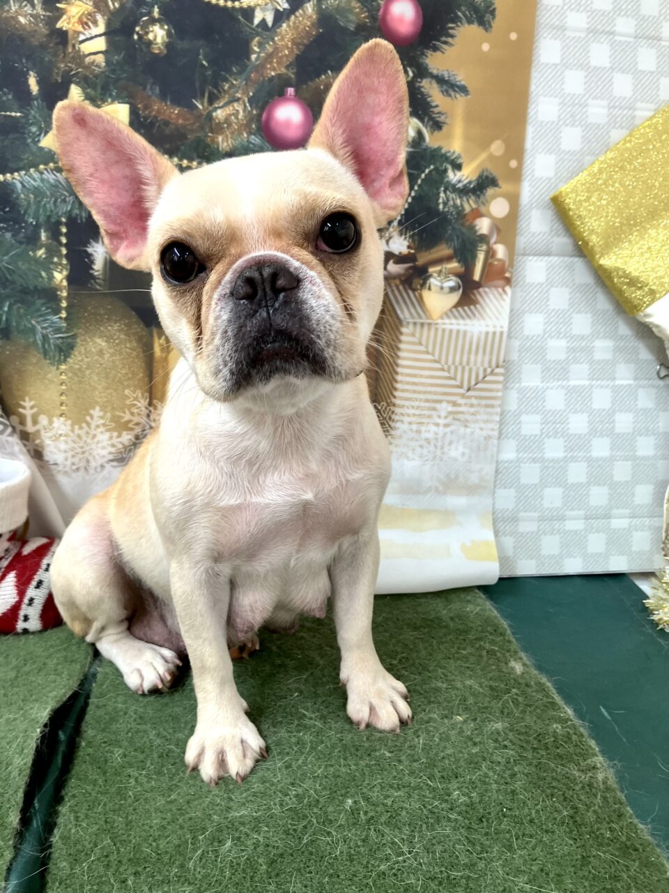 フレンチブルドック