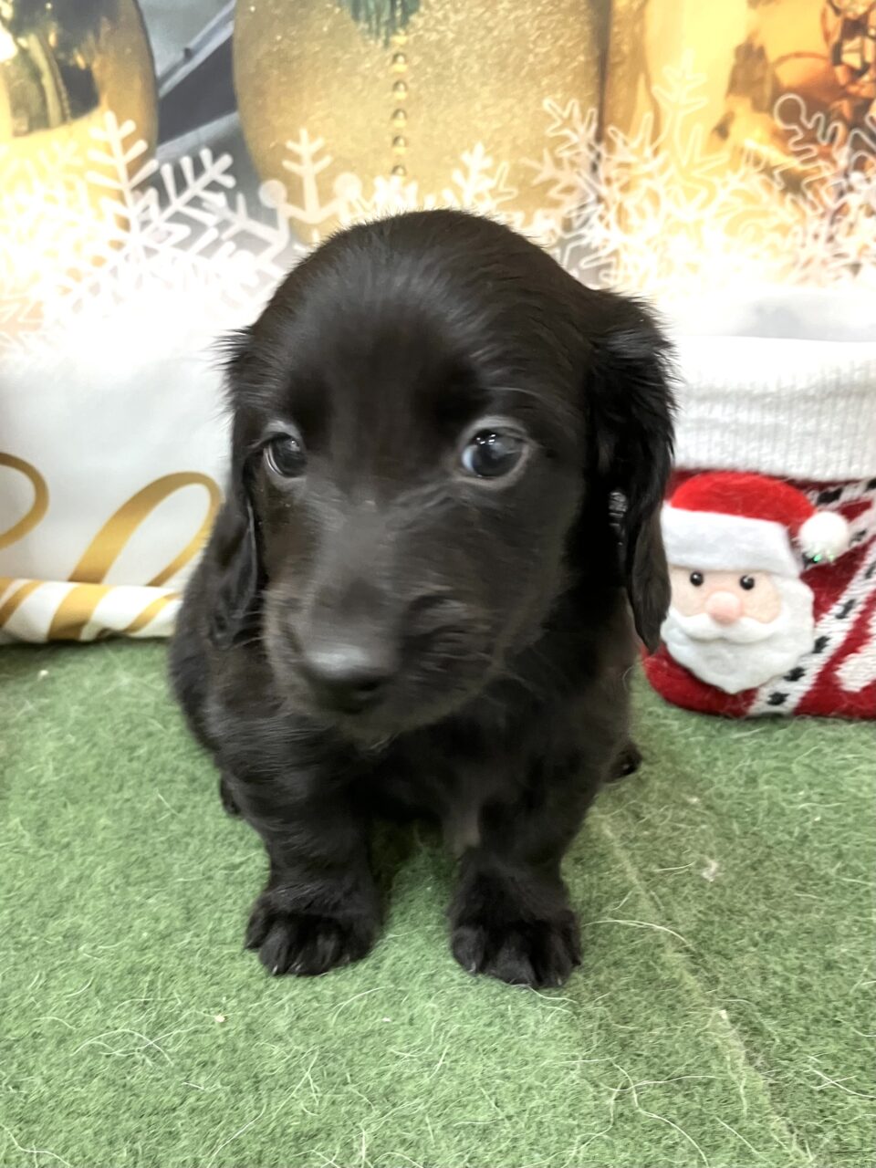 M・ダックスフンド★男の子★