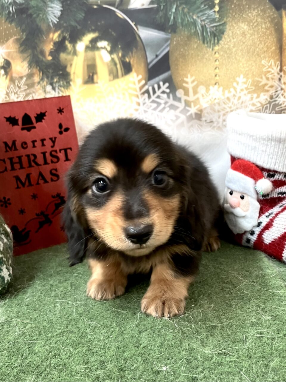 M・ダックスフンド★男の子★