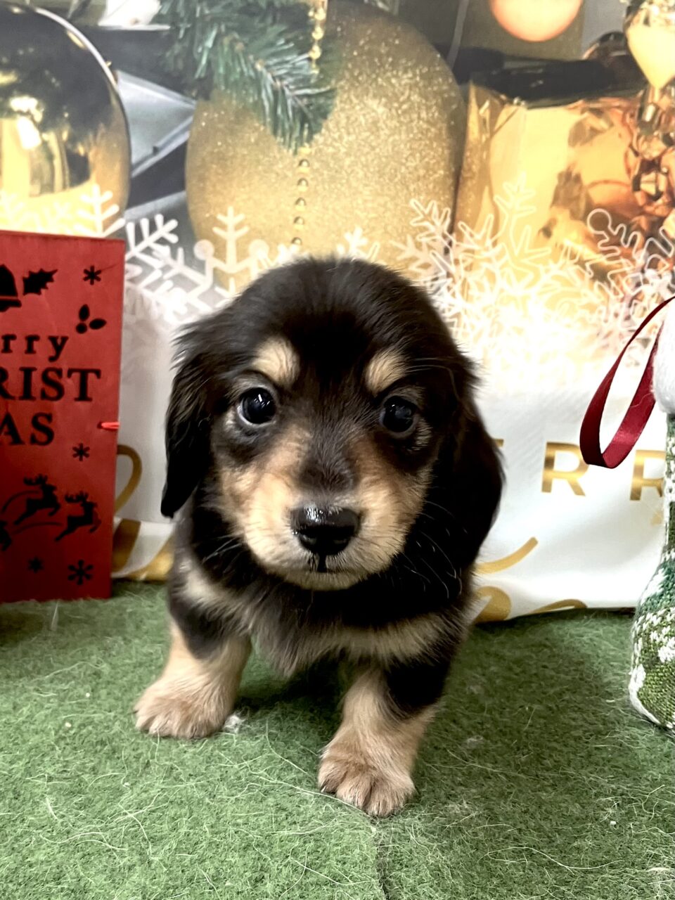 M・ダックスフンド★男の子★