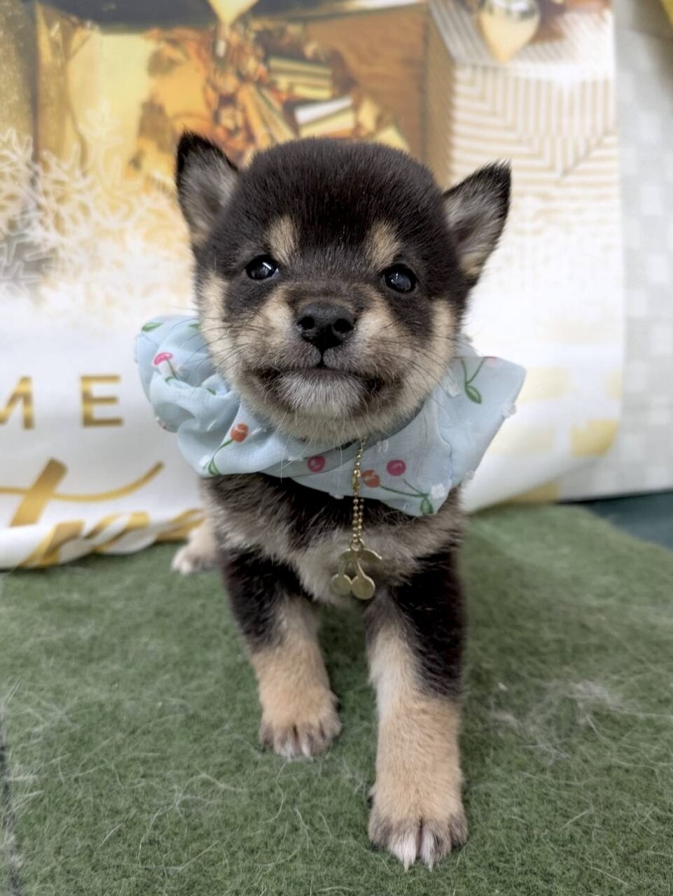 ★柴 ★男の子★