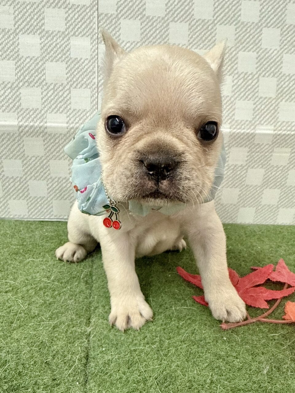 ★フレンチ★男の子★