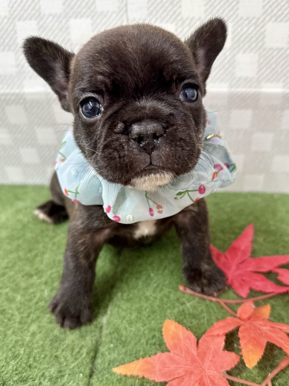 ★フレンチ★男の子★