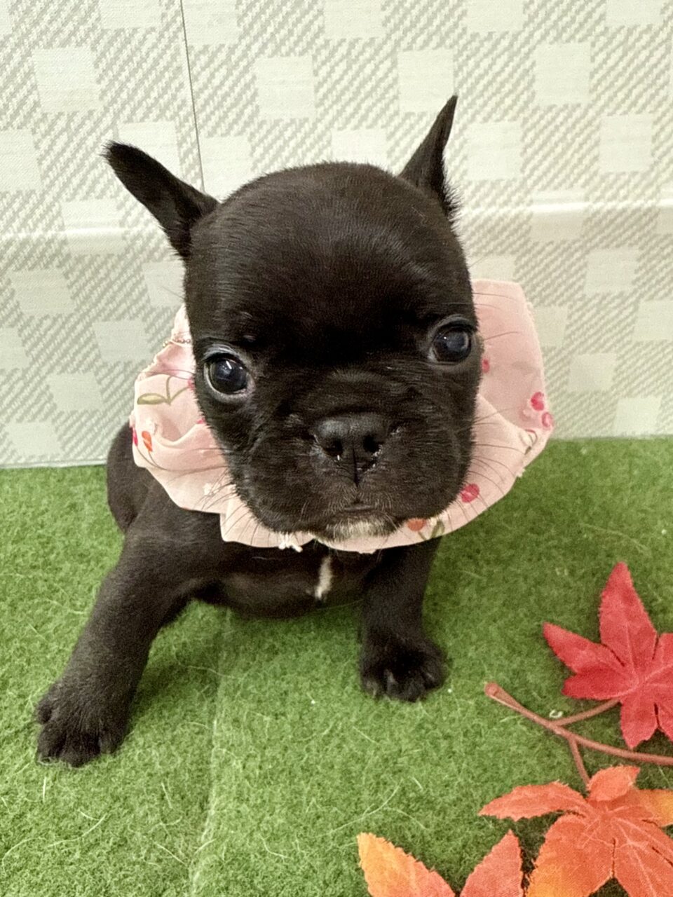 ★フレンチ★女の子★