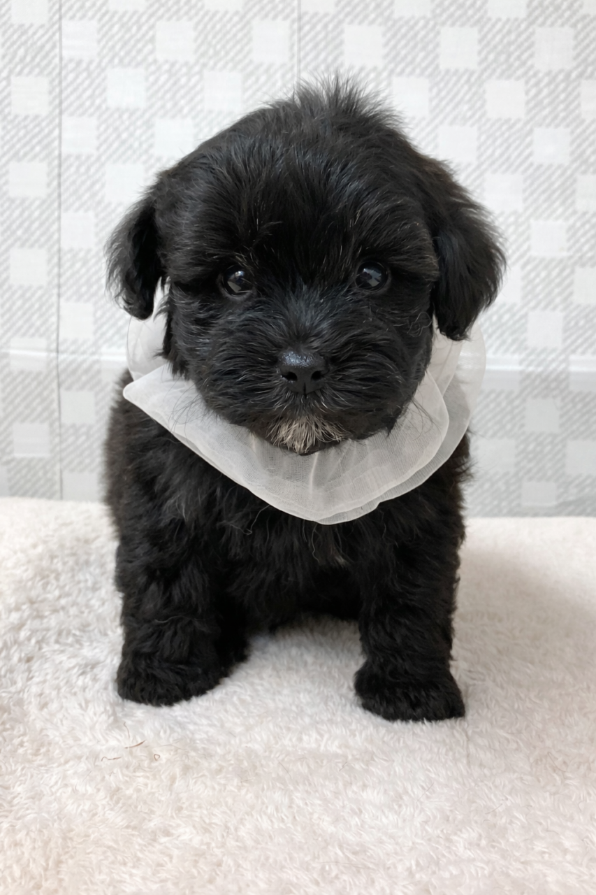 MIX（トイプードル✖️マルチーズ）★男の子★