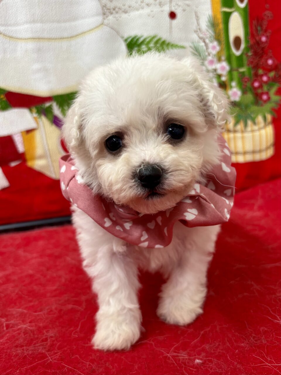 ビションフリーゼ