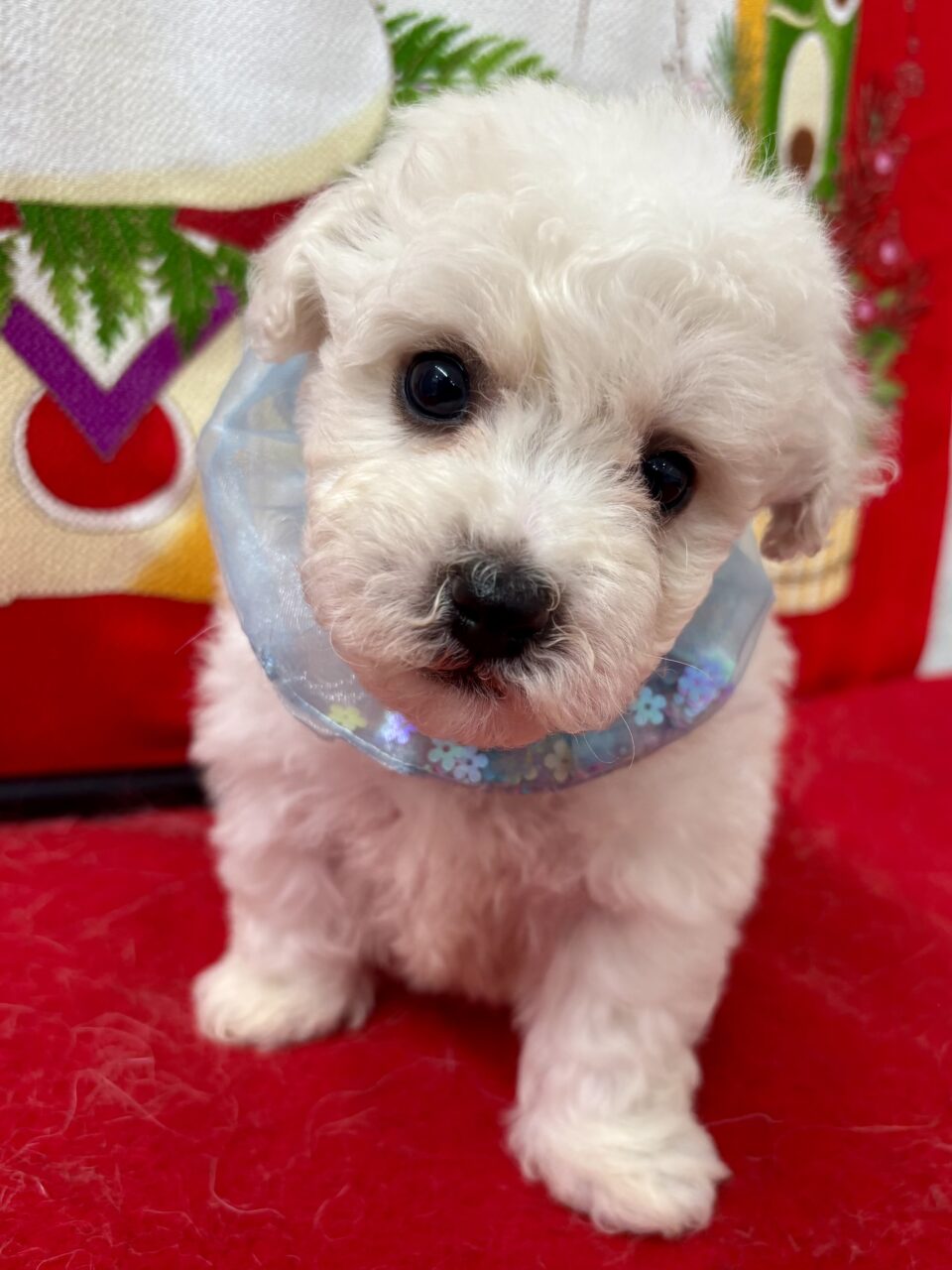 ビションフリーゼ