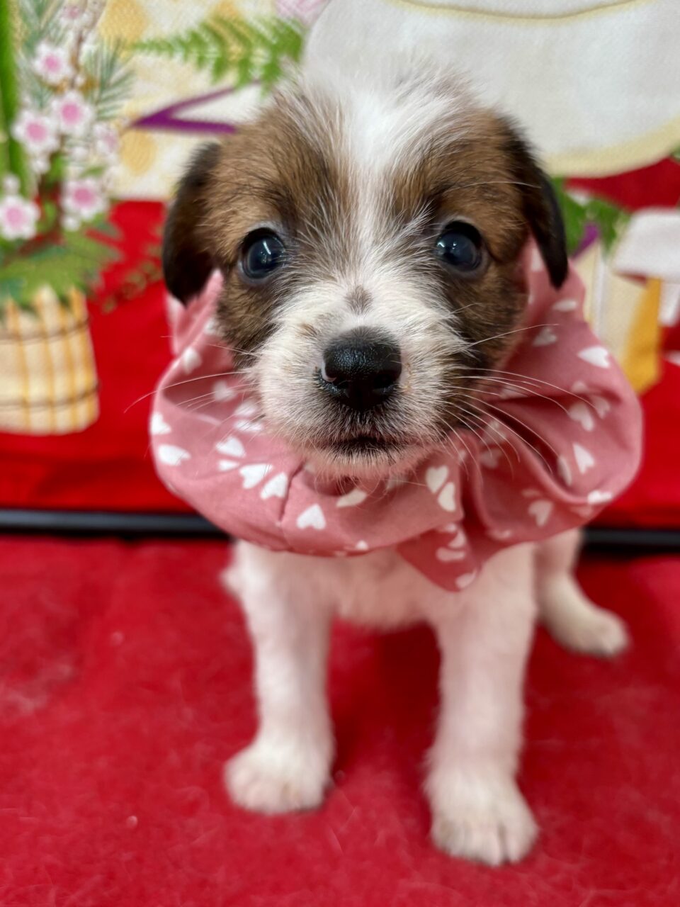 ジャックラッセルテリア