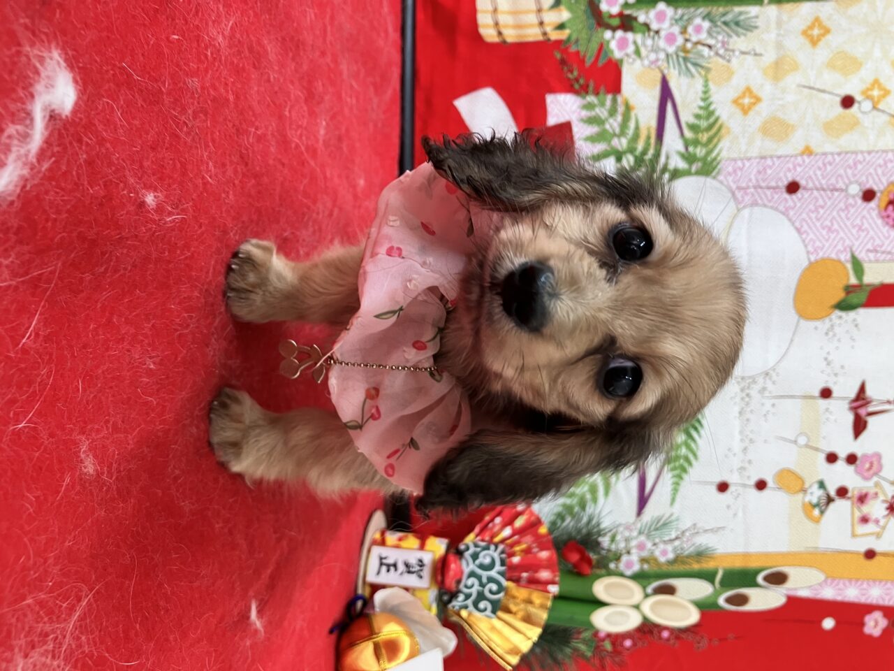 M・ダックスフンド★女の子★