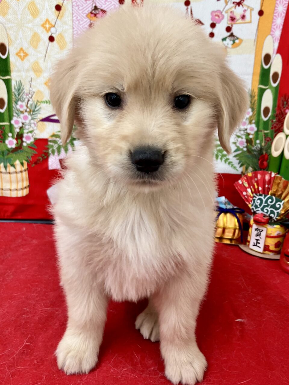 ★ゴールデン★女の子★