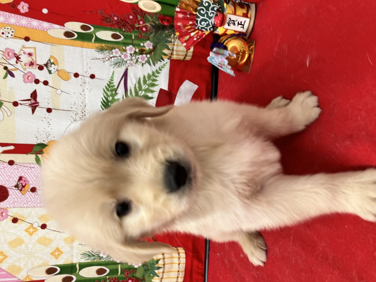 ★ゴールデン★女の子★