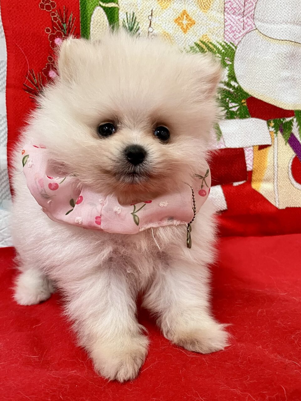 ★ポメラニアン★女の子★