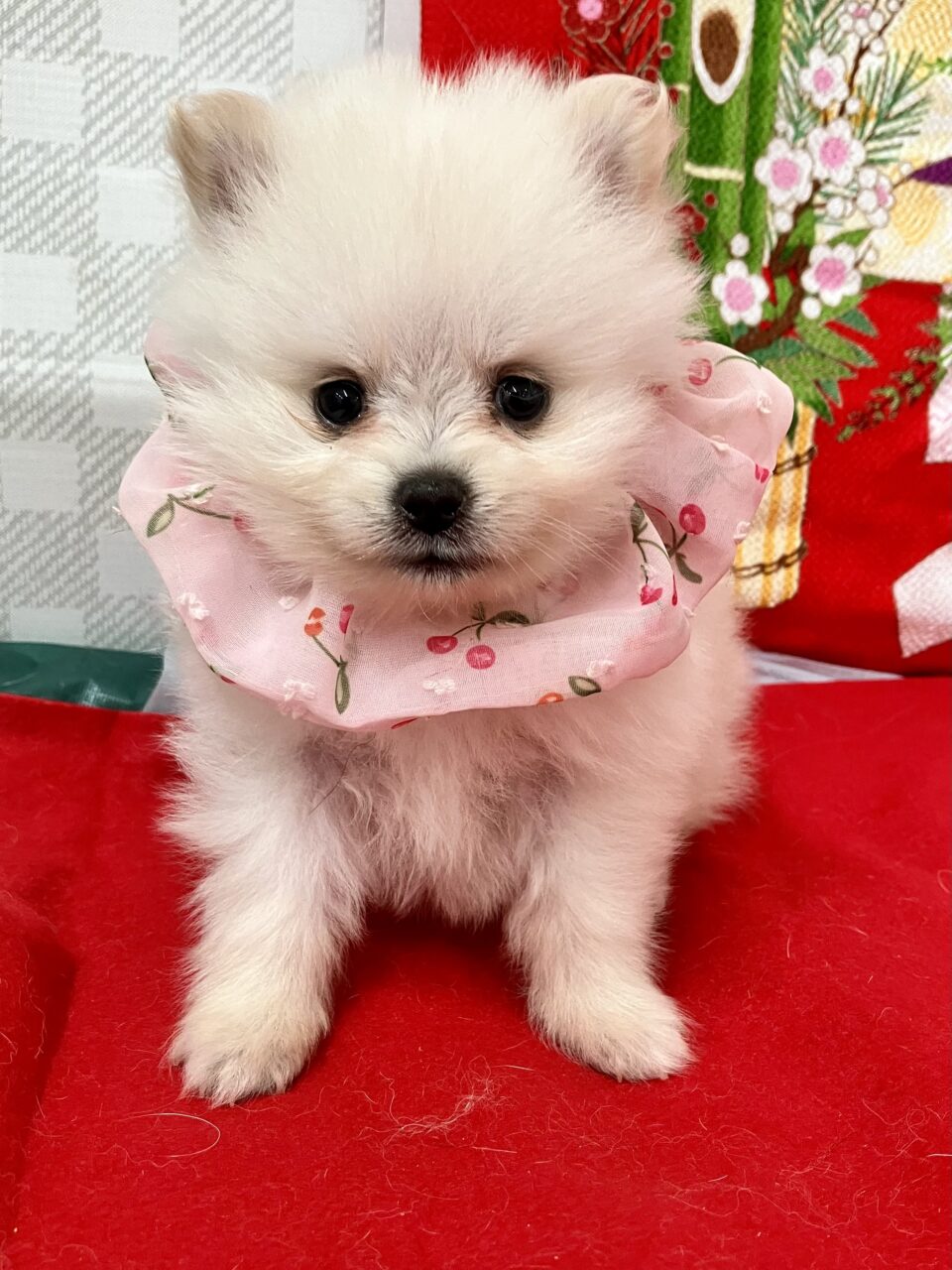 ★ポメラニアン★女の子★