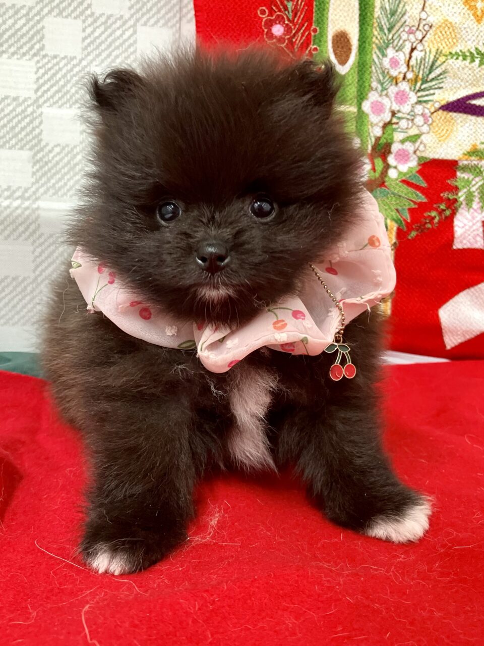 ★ポメラニアン★女の子★