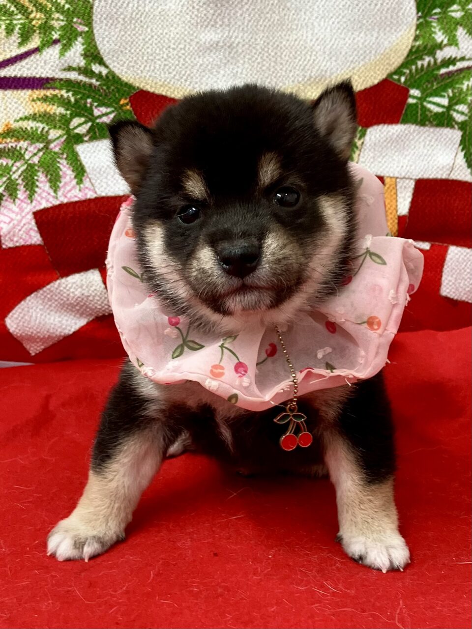 ★柴 ★女の子★