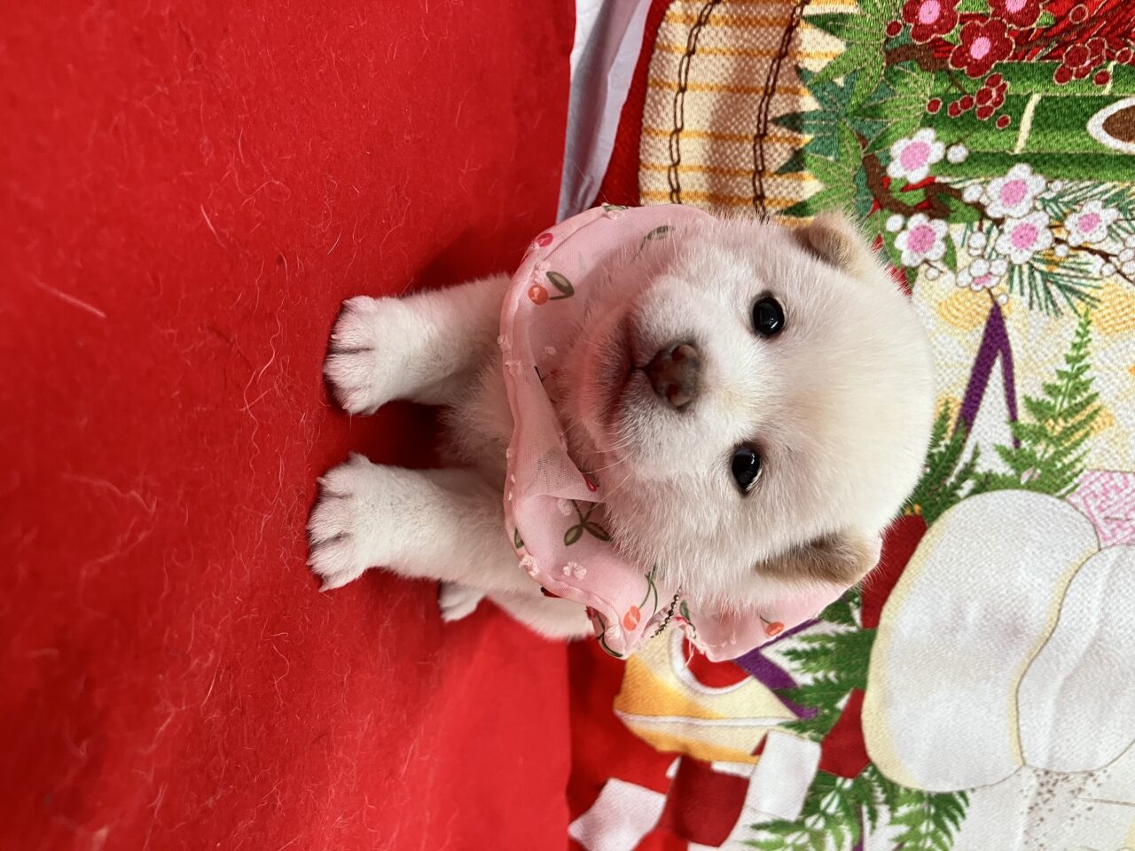 ★柴 ★女の子★