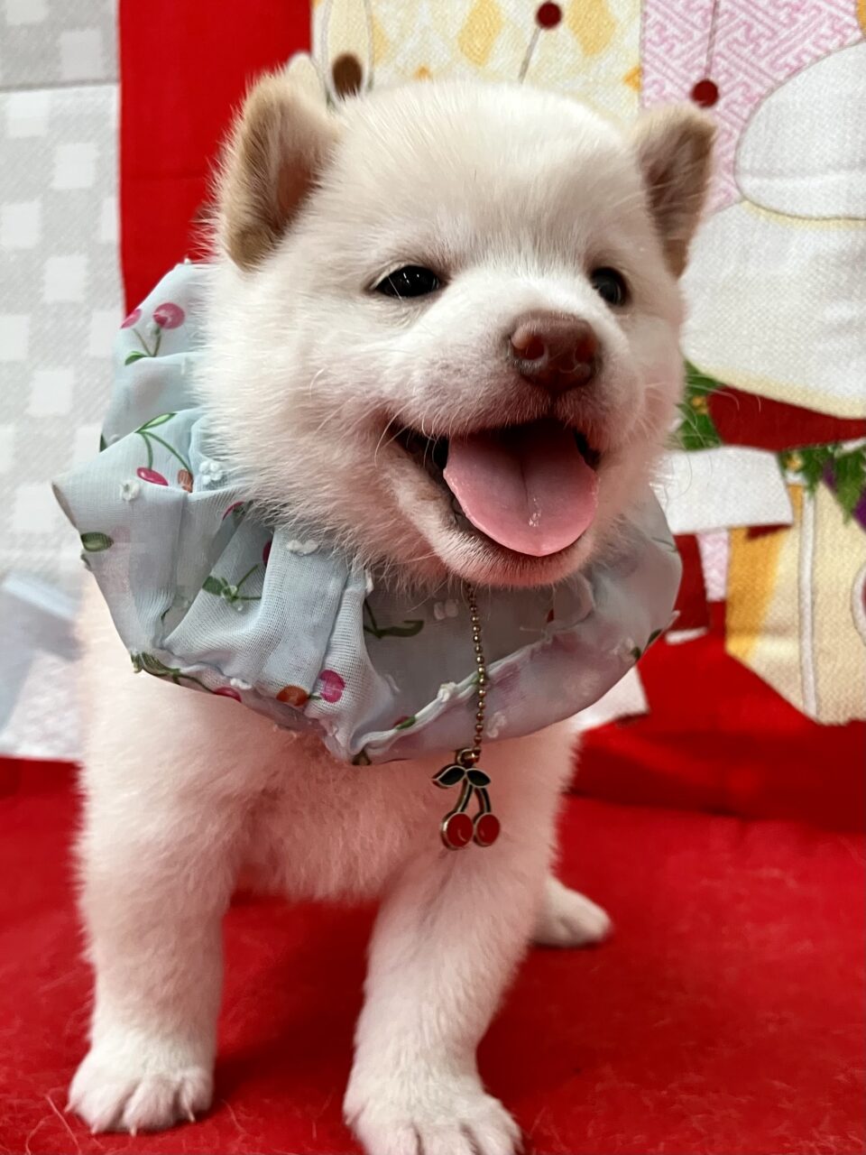 ★柴 ★男の子★