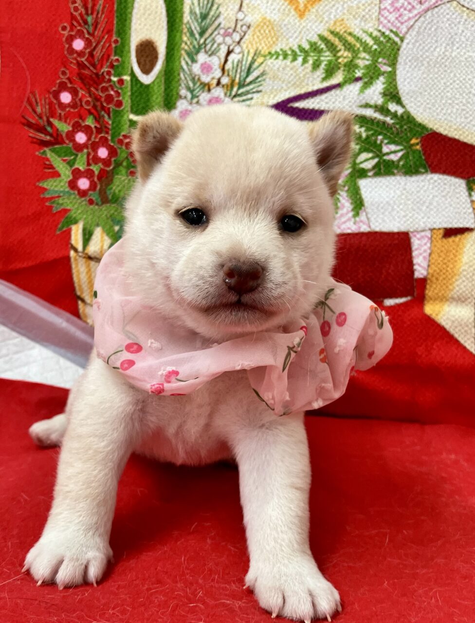 ★柴 ★女の子★