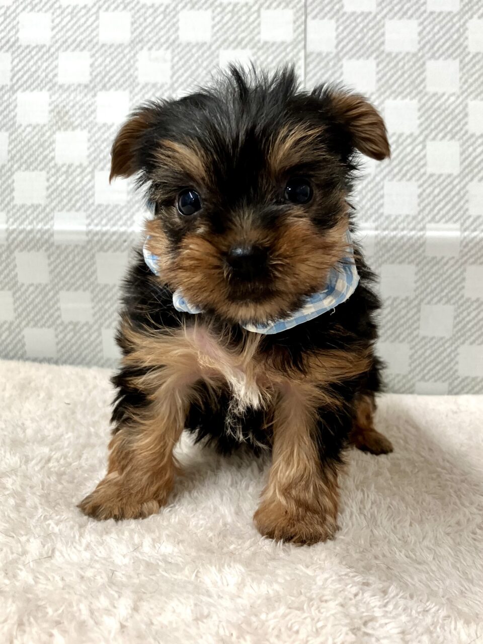 ヨークシャテリア