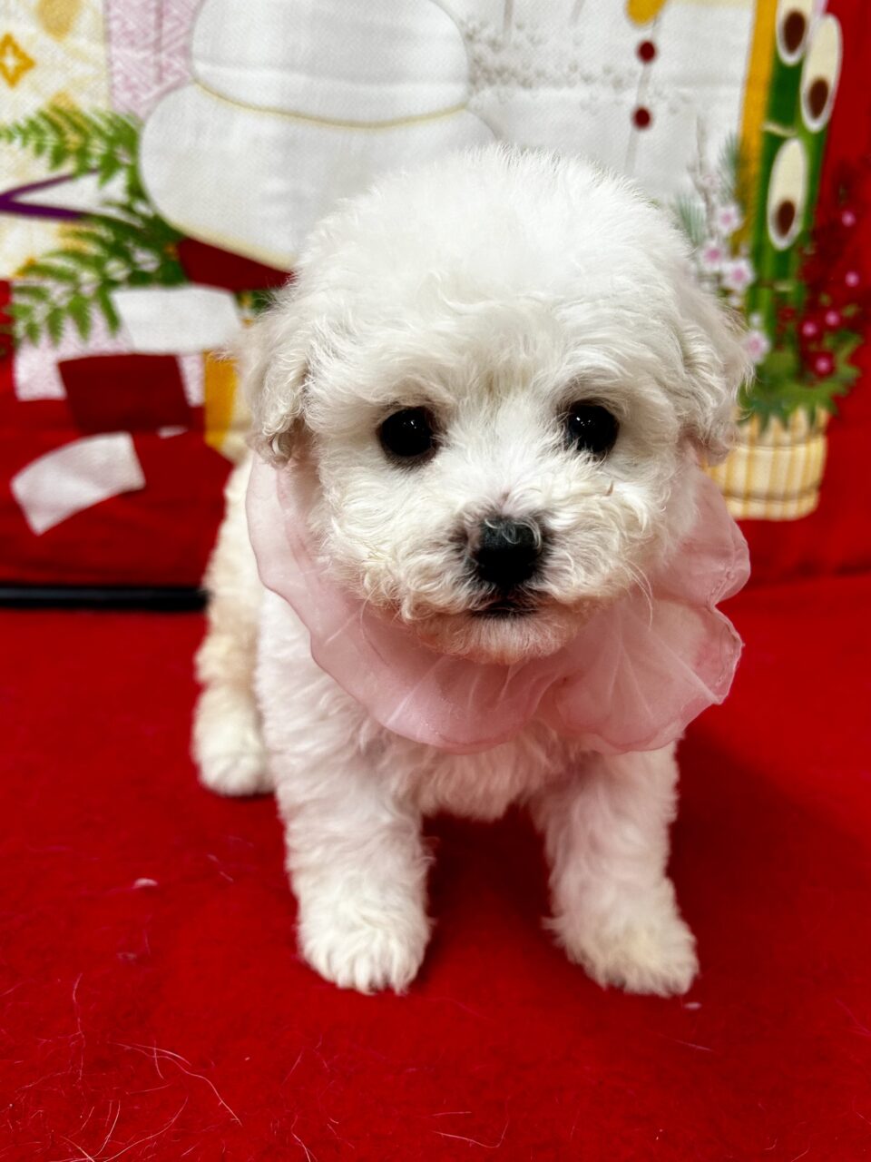 ビションフリーゼ