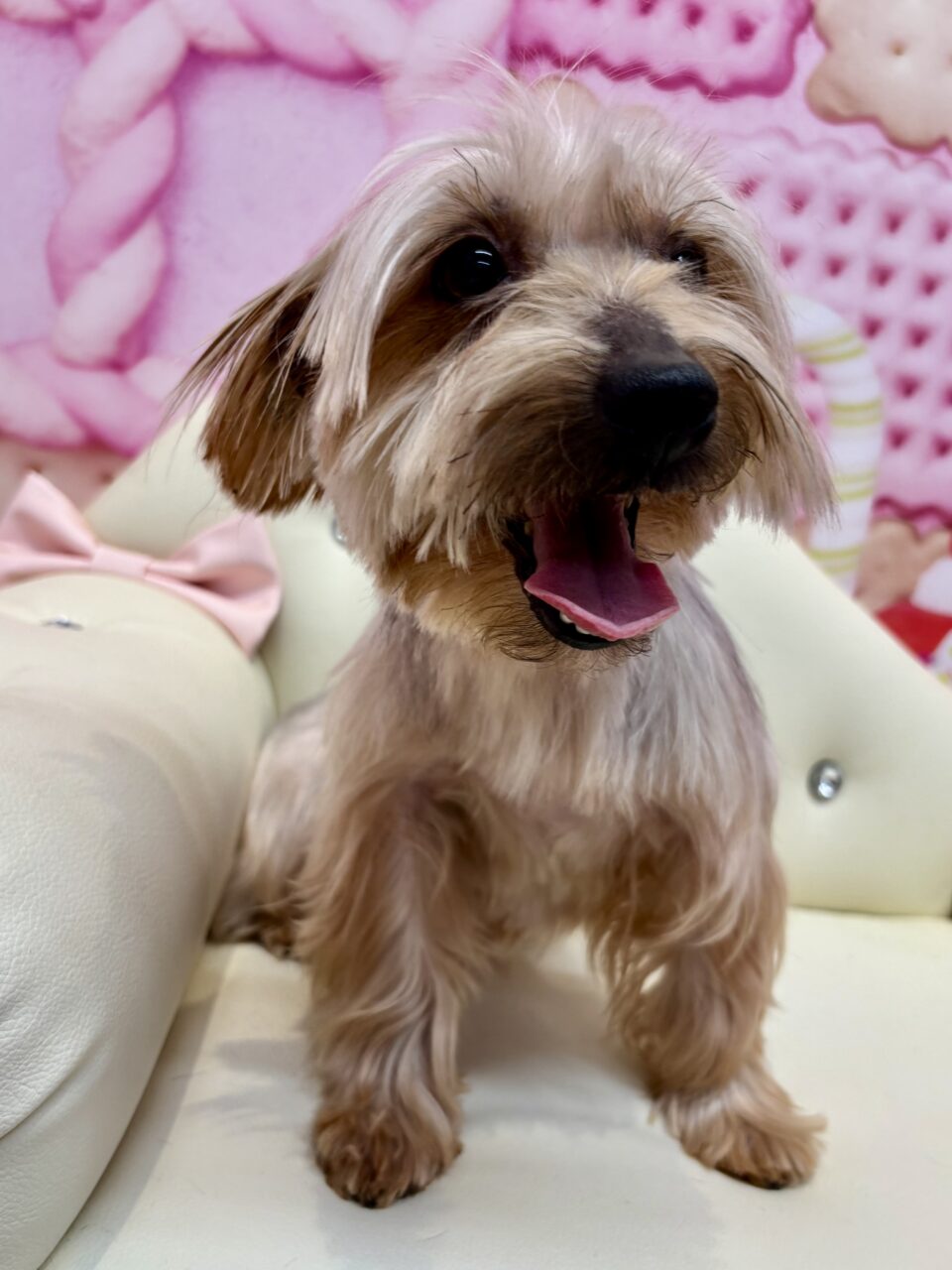 ヨークシャテリア