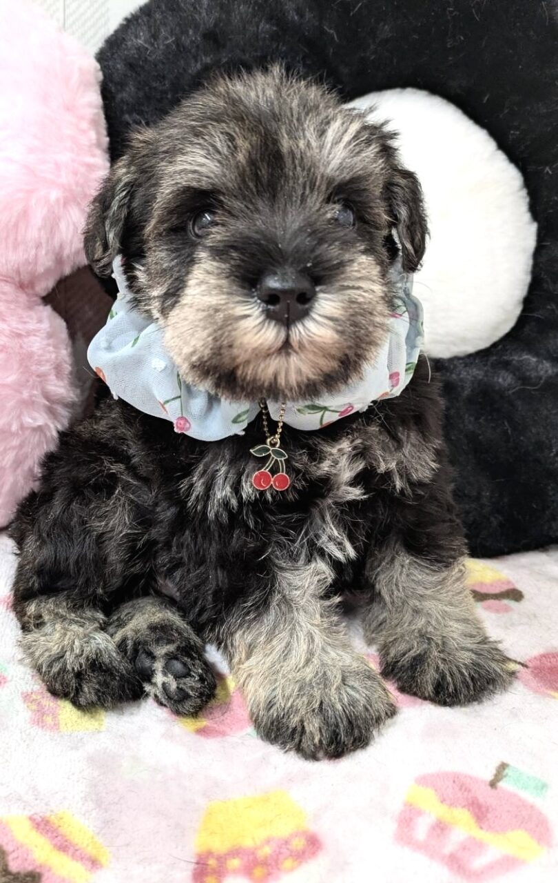 ★シュナウザー★男の子★