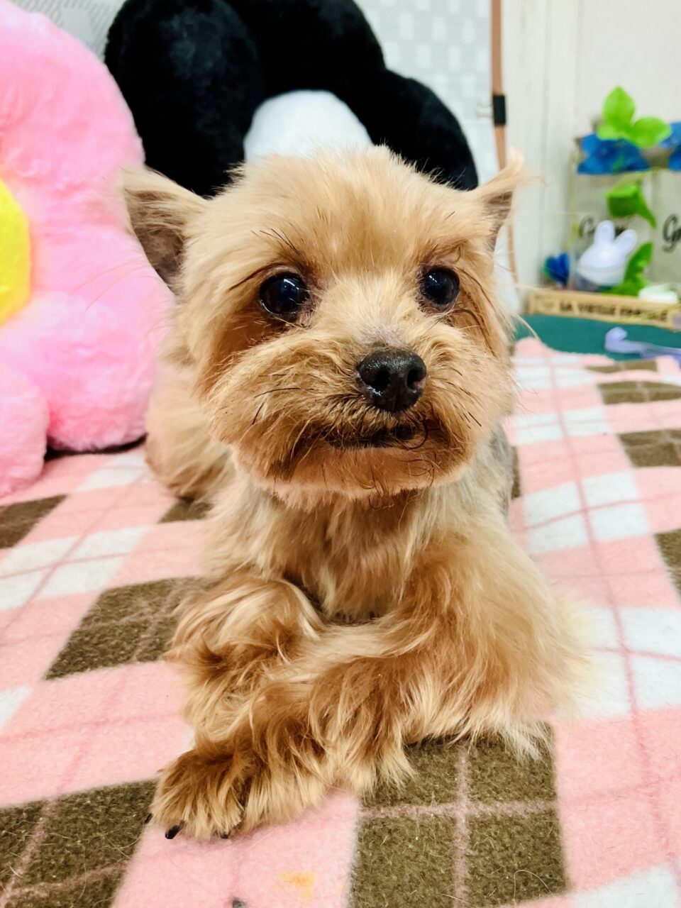 ヨークシャテリア