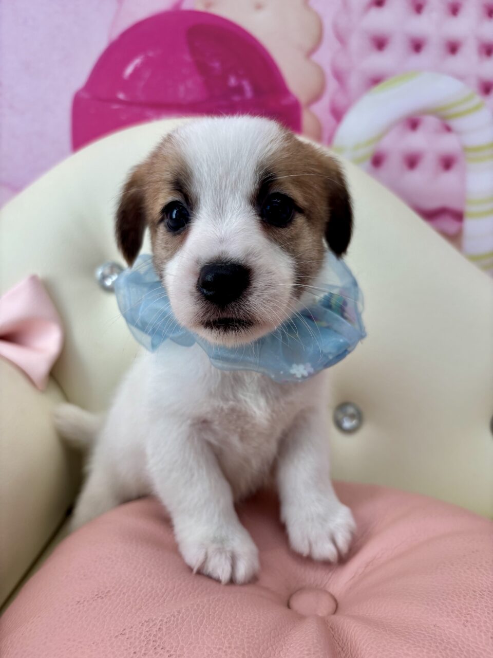 ★ジャック★男の子★