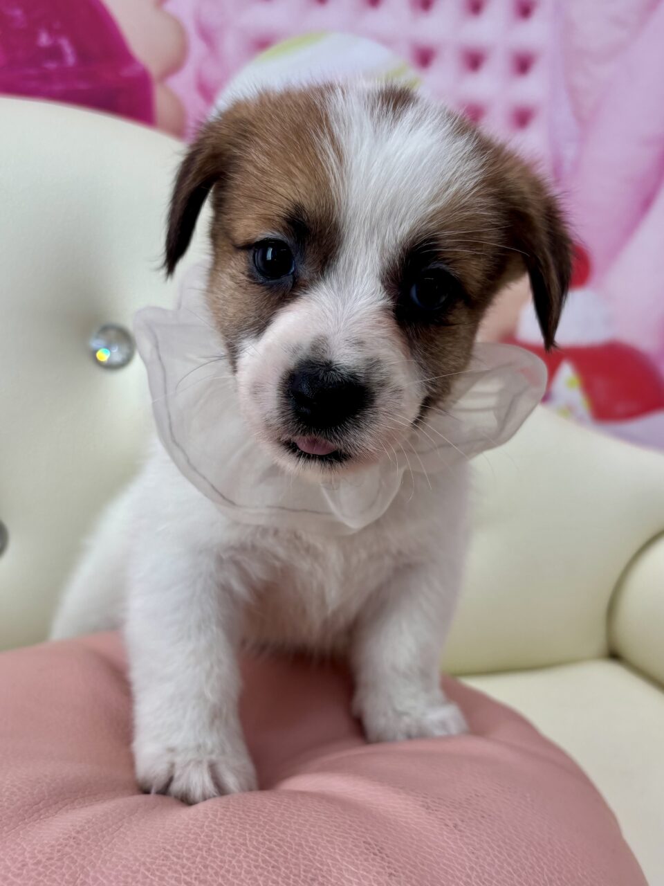 ★ジャック★男の子★