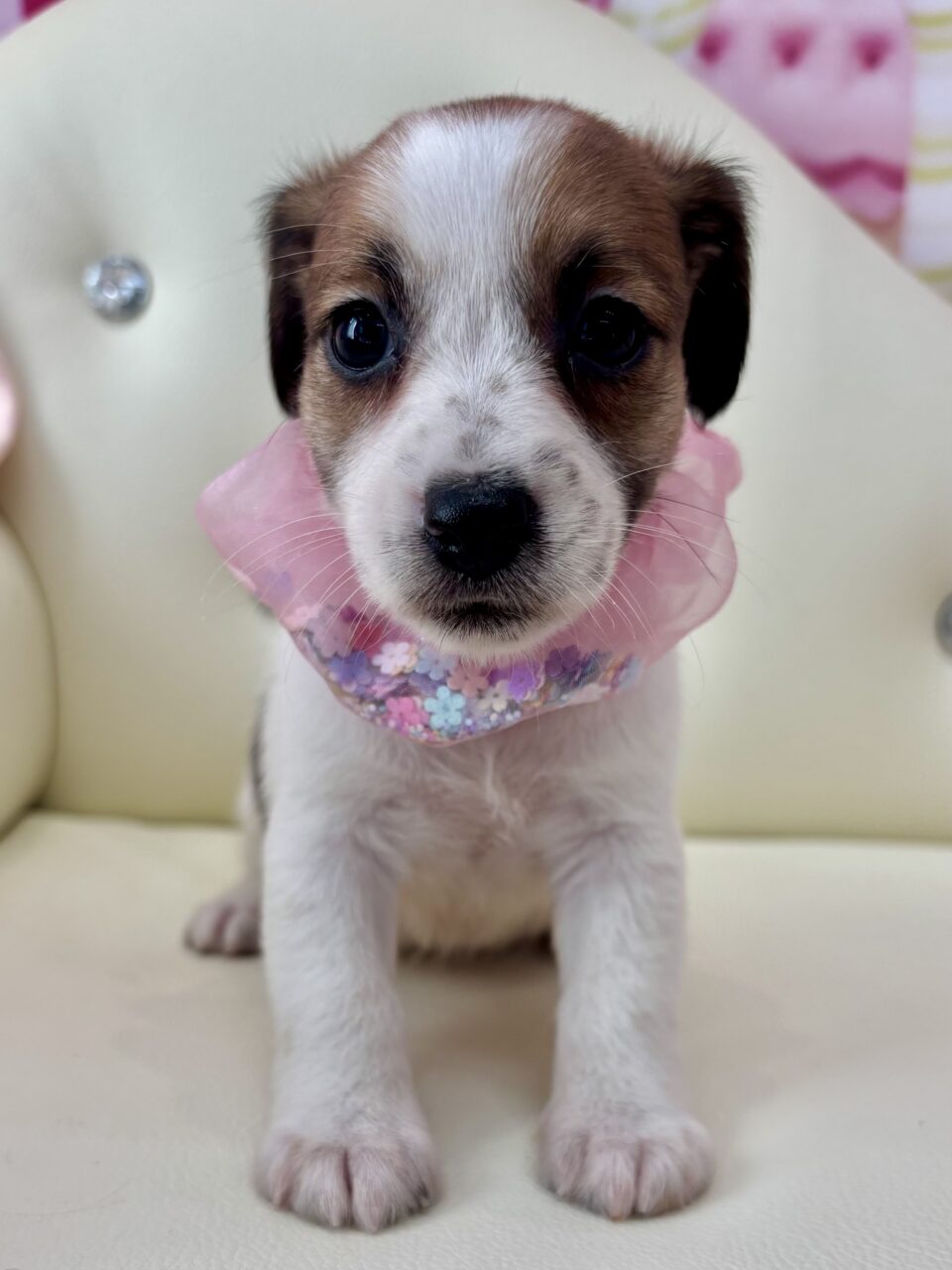 ★ジャック★女の子★