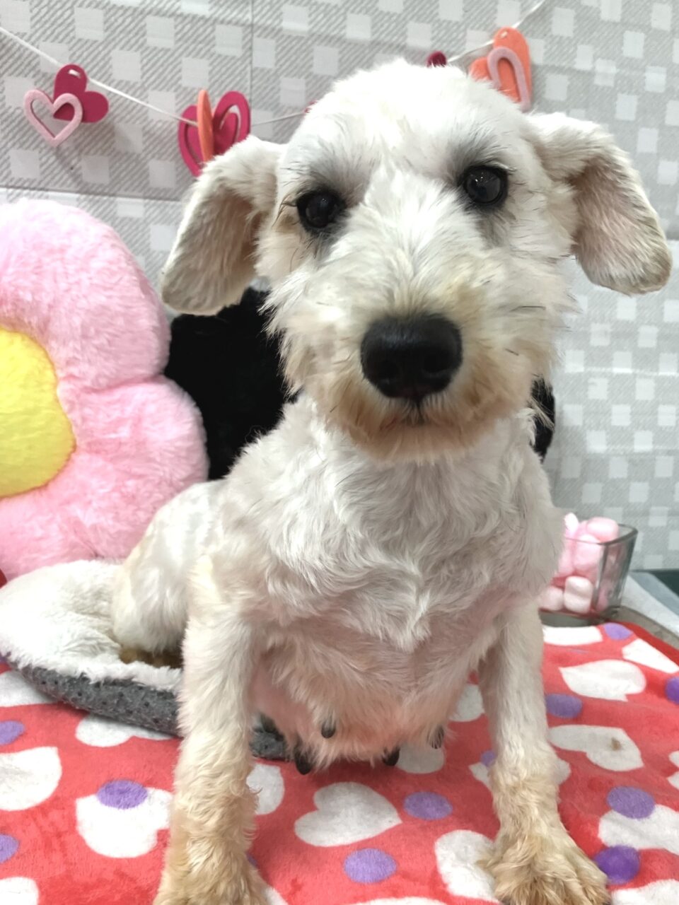 Ｍ・シュナウザー