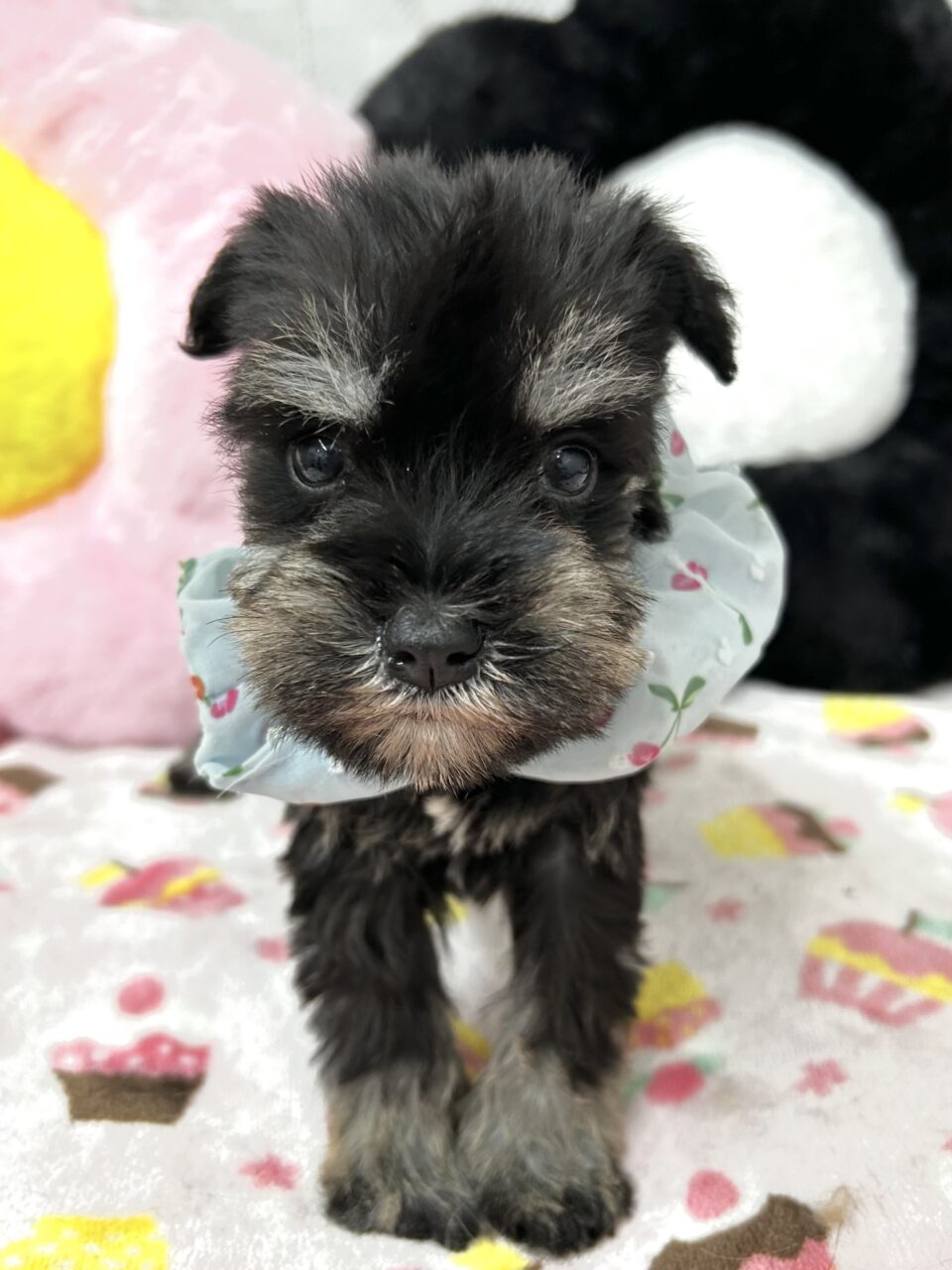 ★シュナウザー★男の子★