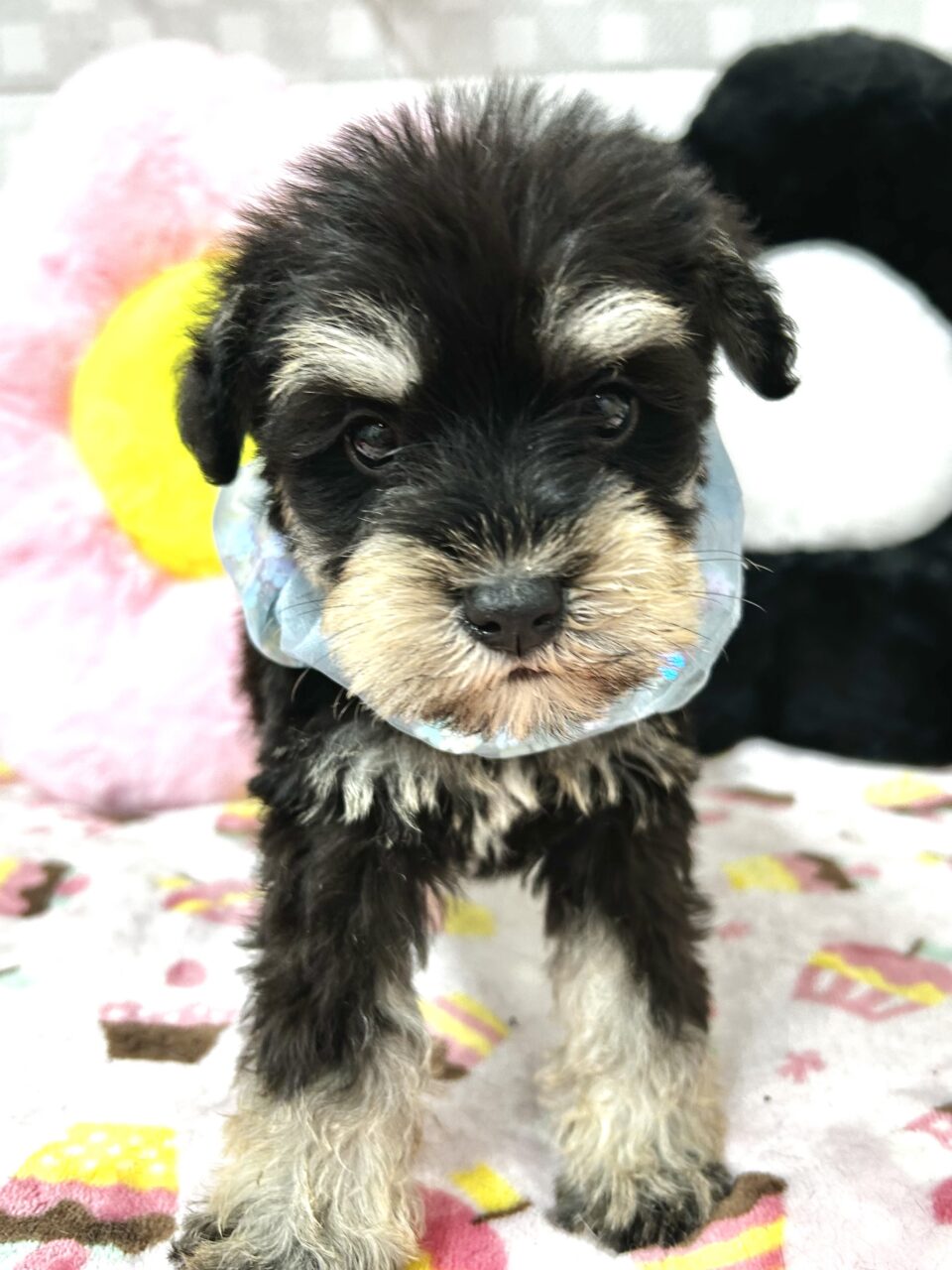 ★シュナウザー★男の子★