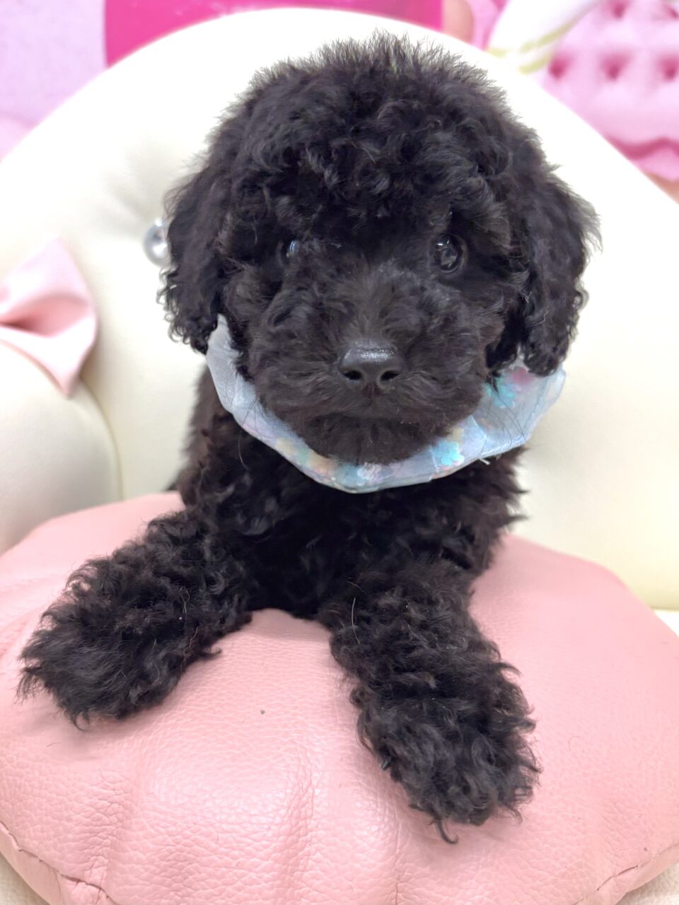 ★プードル★男の子★