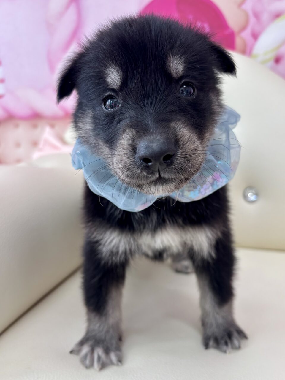 ★ゴベリアン(ゴールデン×ハスキー)★男の子★