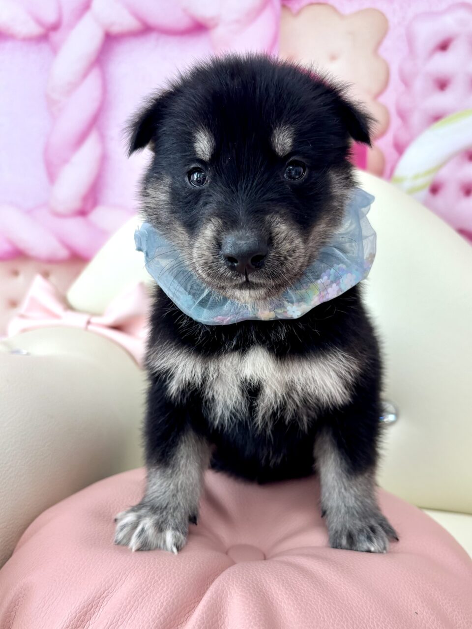 ★ゴベリアン(ゴールデン×ハスキー)★男の子★