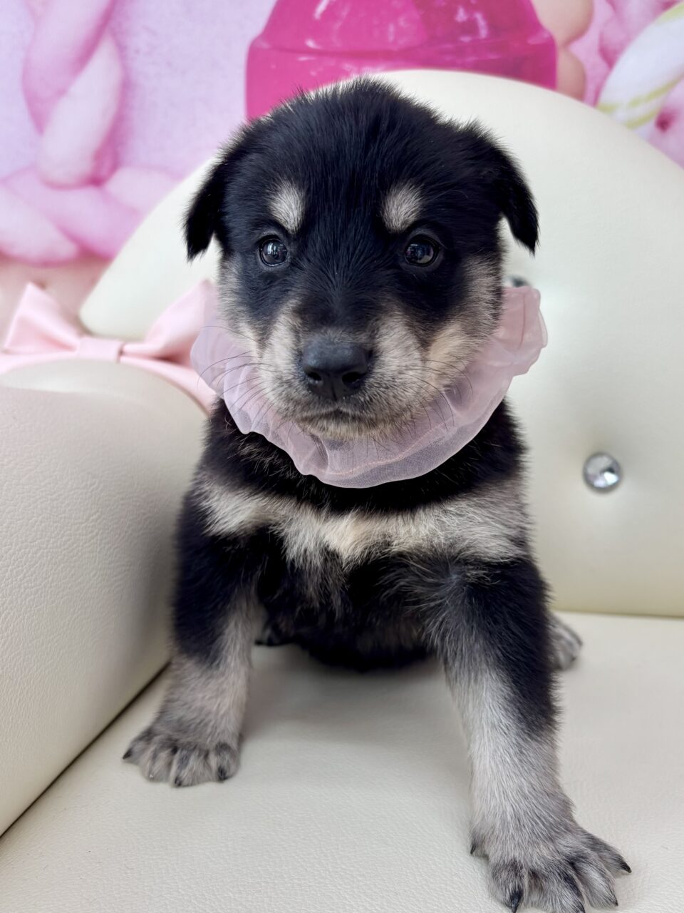 ★ゴベリアン(ゴールデン×ハスキー)★女の子★