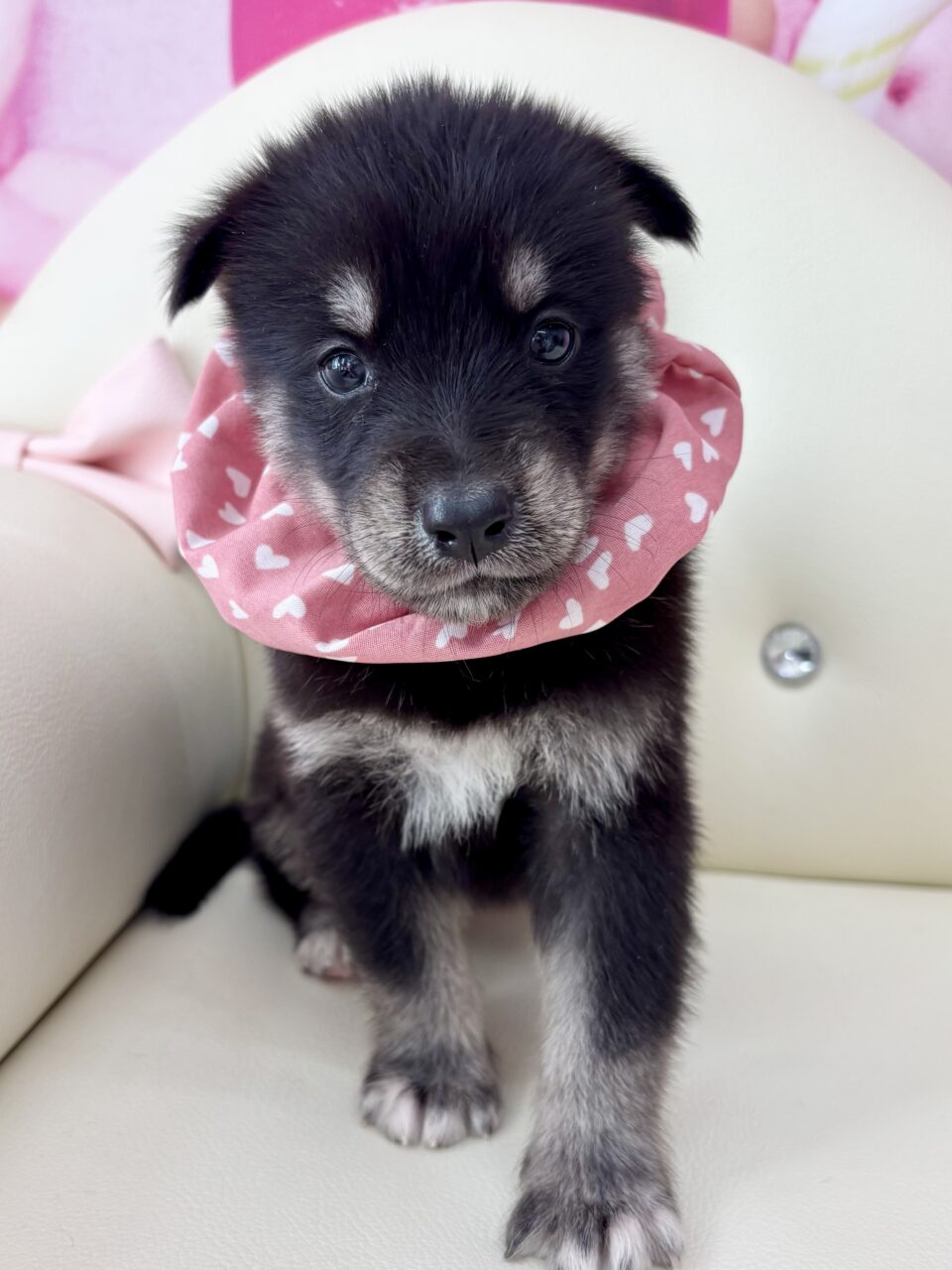 ★ゴベリアン(ゴールデン×ハスキー)★女の子★