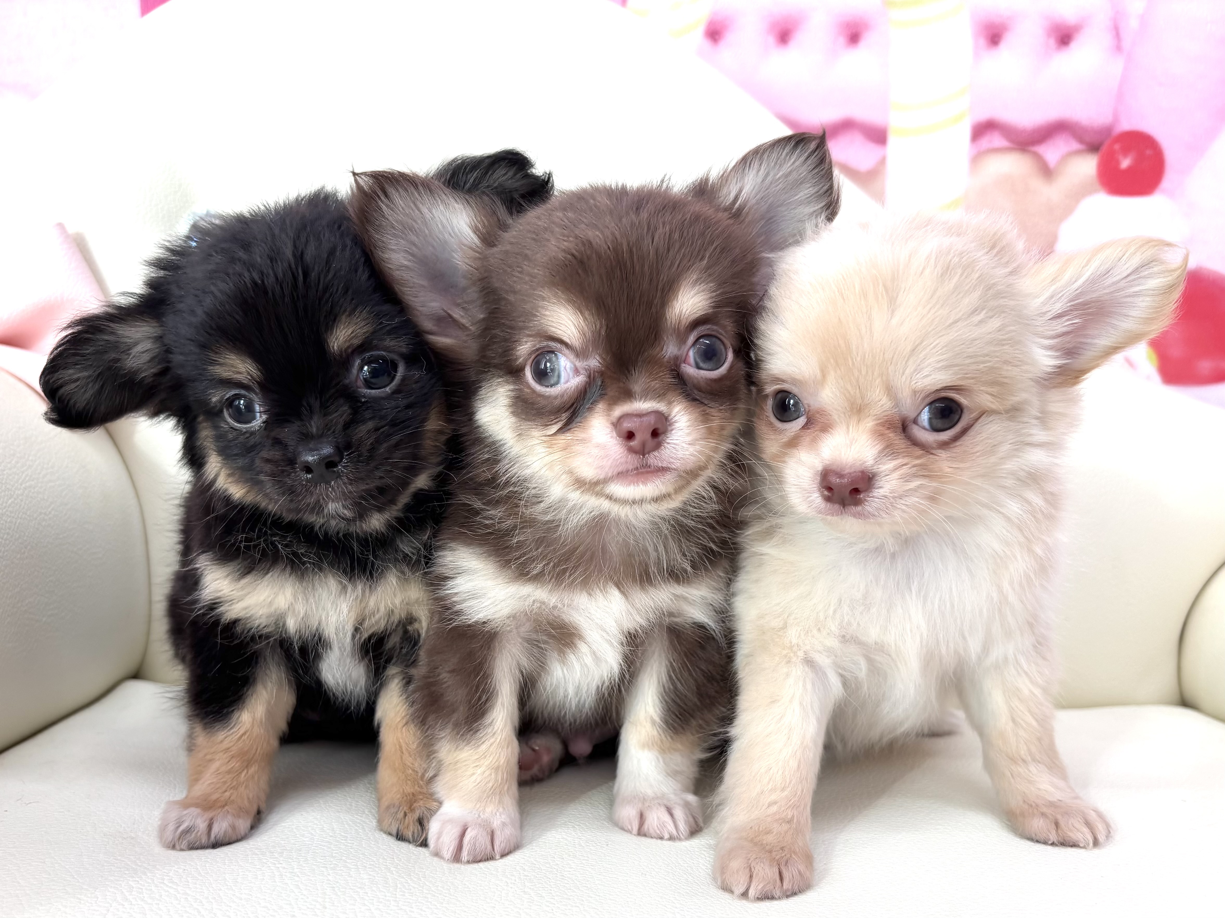 ★チワワ★女の子★