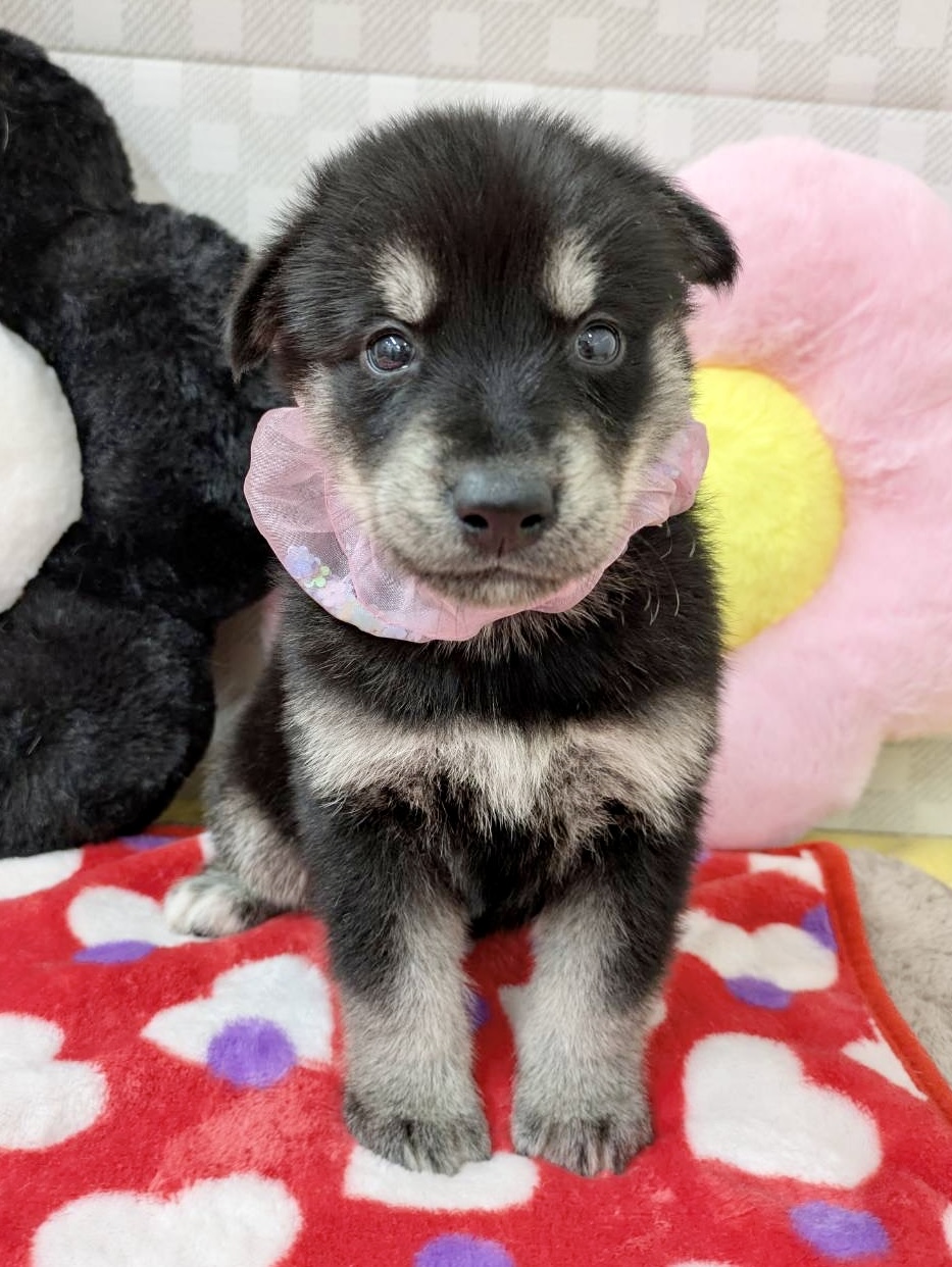 ★ゴベリアン(ゴールデン×ハスキー)★女の子★