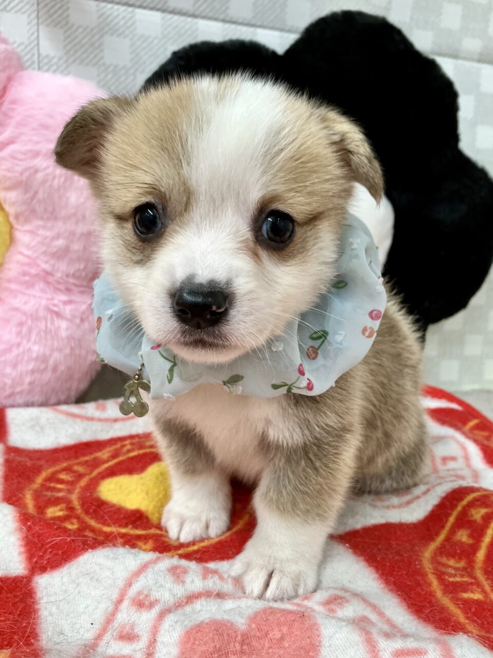 ★コーギー★男の子★