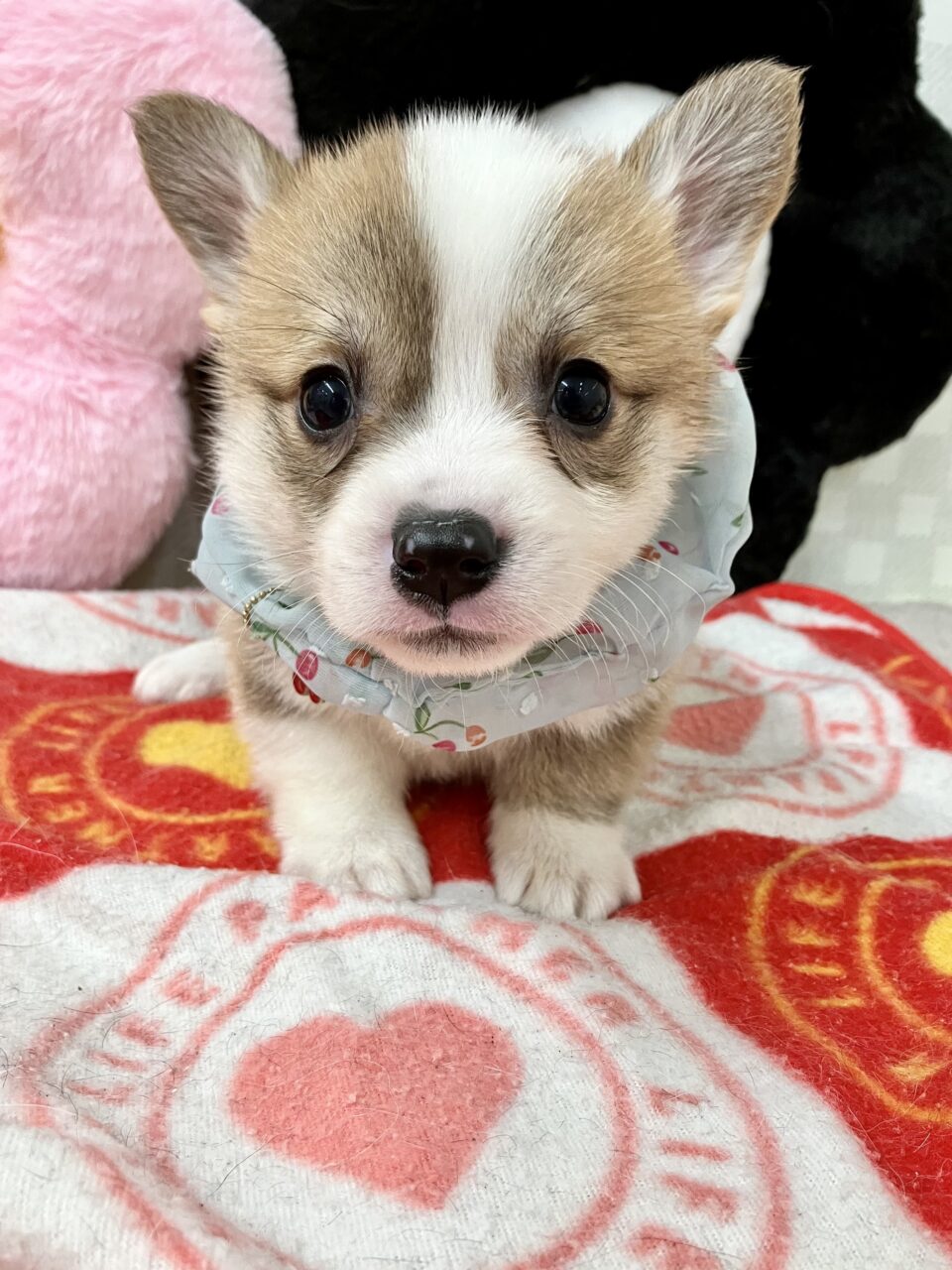 ★コーギー★男の子★